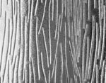 charcoal sticks